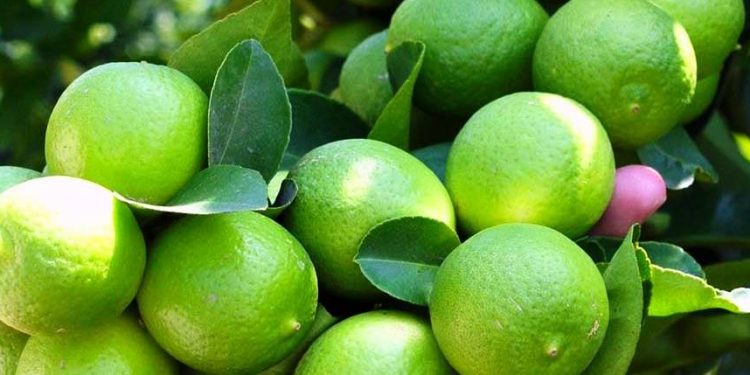 Michoacán exporta limón a ocho países del mundo