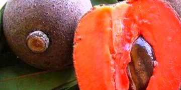 Michoacán, 5° productor nacional de mamey