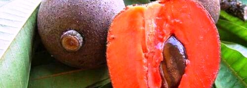 Michoacán, 5° productor nacional de mamey