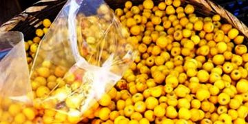 Michoacán, 2° productor nacional de nanche