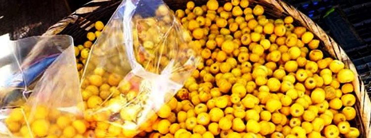 Michoacán, 2° productor nacional de nanche