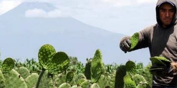 Michoacán, 5° productor nacional de nopal
