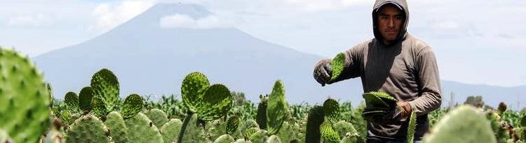Michoacán, 5° productor nacional de nopal
