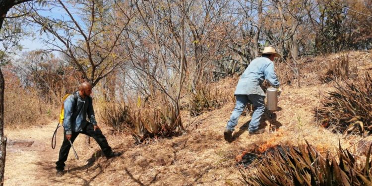 Realiza Semaccdet brechas corta fuego en Cerro Punhuato