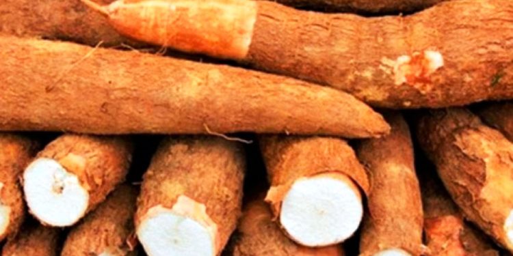 Michoacán, segundo productor nacional de yuca