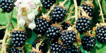 Plan interinstitucional para refrendar liderazgo mundial de zarzamora