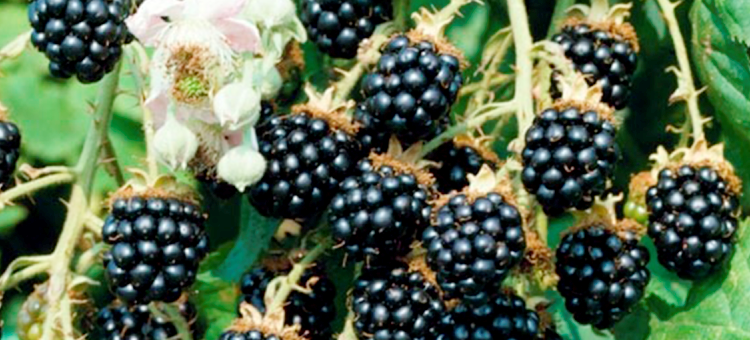 Plan interinstitucional para refrendar liderazgo mundial de zarzamora