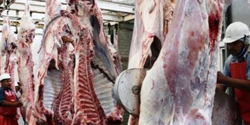 Produce Michoacán más de 251 mil toneladas de carne bovina