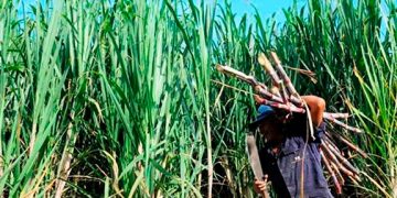 Produce Michoacán un millón 423 mil toneladas de caña