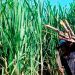 Produce Michoacán un millón 423 mil toneladas de caña