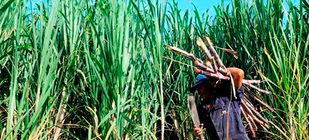 Produce Michoacán un millón 423 mil toneladas de caña
