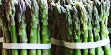 Produce Michoacán mil 899 toneladas de espárrago