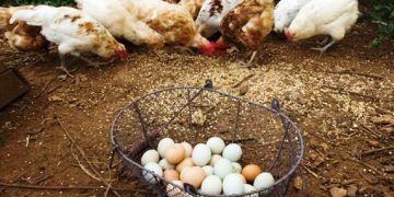 Con producción de huevos, 98 municipios michoacanos