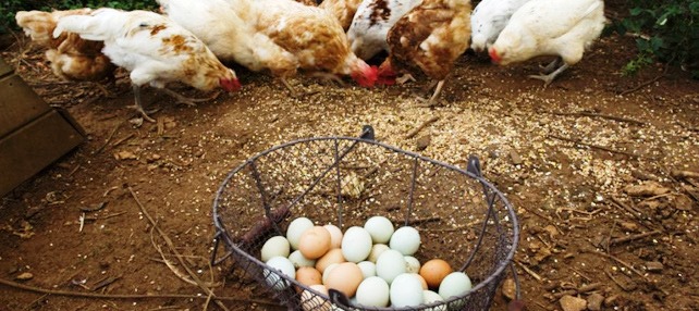 Con producción de huevos, 98 municipios michoacanos