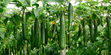 Michoacán, 4° productor nacional de pepino