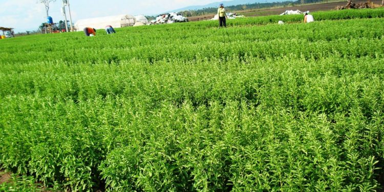 Michoacán es el 4° productor nacional de Stevia