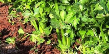 Michoacán produce 256 toneladas de apio