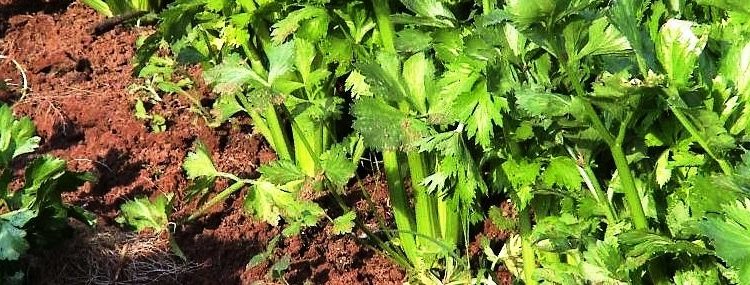 Michoacán produce 256 toneladas de apio