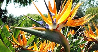 Michoacán, líder nacional en la producción de flor Ave de paraíso