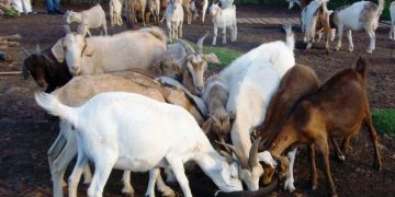 Michoacán, 7° lugar nacional en producción de carne caprina