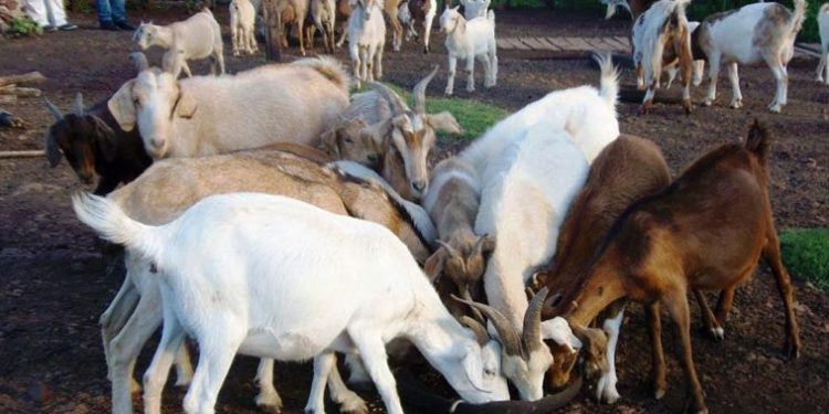 Michoacán, 7° lugar nacional en producción de carne caprina