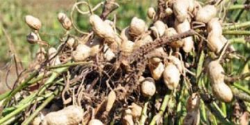 Aporta Michoacán mil 525 toneladas de cacahuate a la producción nacional