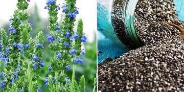 Michoacán 5° productor nacional de chía