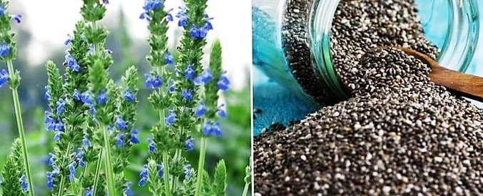 Michoacán 5° productor nacional de chía