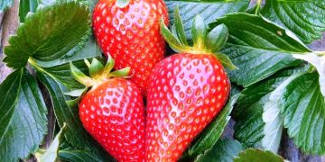 En cinco años, el valor de la fresa michoacana creció más del 400%