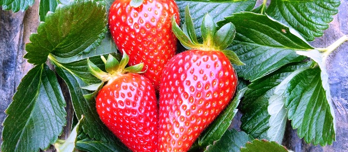 En cinco años, el valor de la fresa michoacana creció más del 400%