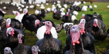 Produce Michoacán 265 toneladas de carne de pavo en pie y canal