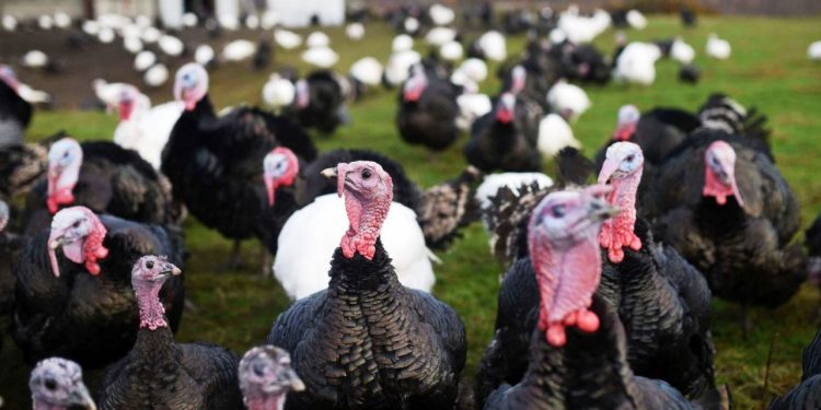 Produce Michoacán 265 toneladas de carne de pavo en pie y canal