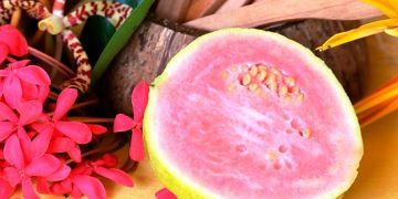 Michoacán aporta el 54.2 por ciento de la guayaba del país