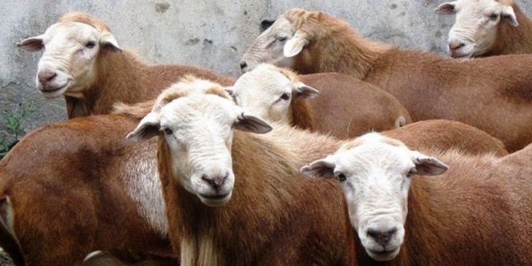 Genera Michoacán más de 4 mil 580 toneladas de carne ovina en pie y en canal