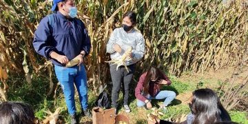 Con Agricultura Sustentable, cosechan 3 toneladas más de maíz por hectárea en Pátzcuaro