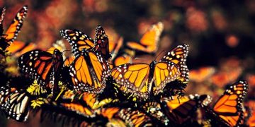 Visitar el santuario del Rosario en Ocampo, es detonar la economía local: Octavio Ocampo