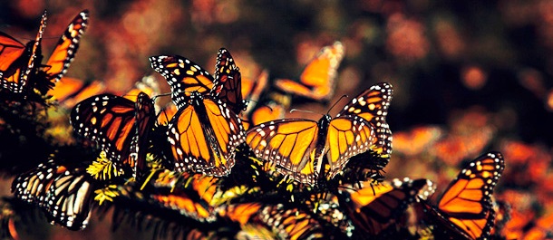 Visitar el santuario del Rosario en Ocampo, es detonar la economía local: Octavio Ocampo