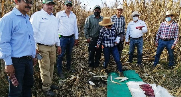 Duplica Agricultura Sustentable producción de maíz pozolero rojo en Zacapu