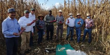 Reconocen productores de maíz pozolero eficacia de Agricultura Sustentable