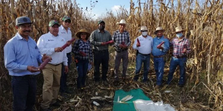 Reconocen productores de maíz pozolero eficacia de Agricultura Sustentable