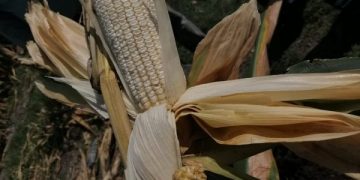 Logran 14 toneladas de maíz con Agricultura Sustentable en Puruándiro