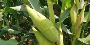 Redujo Agricultura Sustentable pérdidas en cultivos en Churintzio