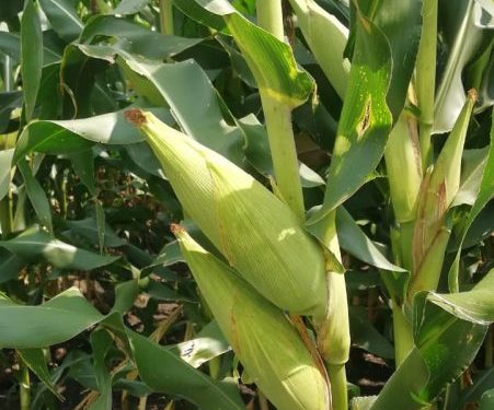 Redujo Agricultura Sustentable pérdidas en cultivos en Churintzio