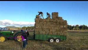 Agricultura Sustentable duplica producción de avena en Salvador Escalante
