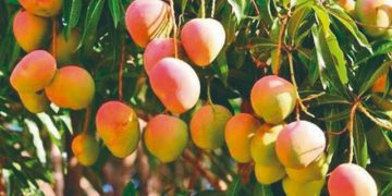 Al programa de exportación a EU, 13 mil 583 hectáreas de mango de Michoacán