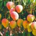 Al programa de exportación a EU, 13 mil 583 hectáreas de mango de Michoacán