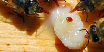 Incentiva Gobierno de Michoacán campaña contra varroasis en abejas