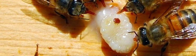 Incentiva Gobierno de Michoacán campaña contra varroasis en abejas