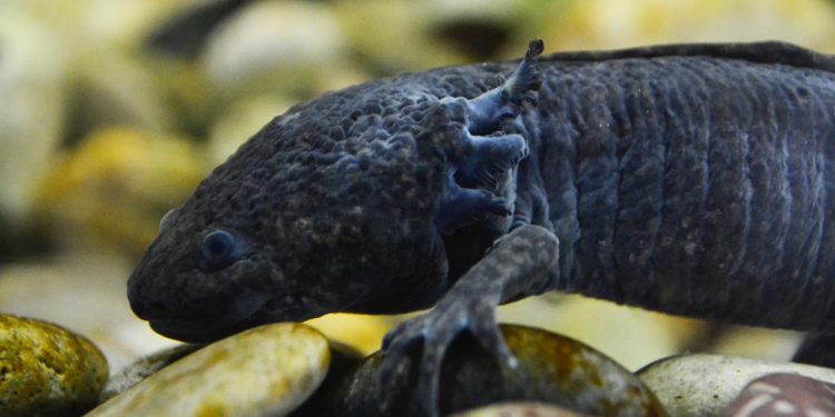 Zoológico de Morelia, principal aliado de la conservación del Ajolote Mexicano