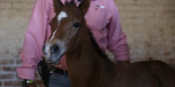 Invita SSP a ponerle nombre a nuevo potrillo de la División Montada